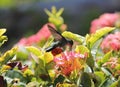 humming bird emerald in Caribbean feeding on nectar from flower Royalty Free Stock Photo