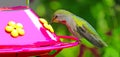 Humming Bird at the Feeder - Computer Art Royalty Free Stock Photo