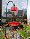 Humming bird feeder near glass window. Royalty Free Stock Photo