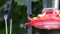 Humming Bird on Feeder Royalty Free Stock Photo