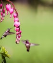 Humming bird feeding Royalty Free Stock Photo