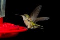 Humming bird feeding Royalty Free Stock Photo