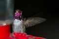 Humming bird feeding Royalty Free Stock Photo