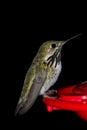 Humming bird feeding Royalty Free Stock Photo