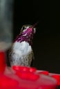 Humming bird feeding Royalty Free Stock Photo