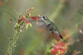 Humming bird feeding from flower Royalty Free Stock Photo