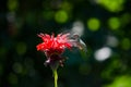 Humming bird feeding from a flower Royalty Free Stock Photo