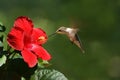 Humming Bird Feeding on Flower Landscape Royalty Free Stock Photo