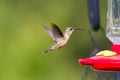 Humming bird feeding