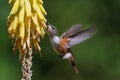 Humming bird in flight feeding on the nectar from the Aloe vera flower Royalty Free Stock Photo
