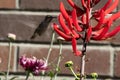 humming bird floating and drinking from a red flower