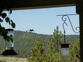 A humming bird floats around the bird feeder Royalty Free Stock Photo