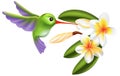 Humming bird and flowers Royalty Free Stock Photo