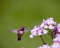 Humming bird with flowers Royalty Free Stock Photo