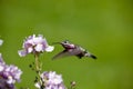 Humming bird with flowers Royalty Free Stock Photo