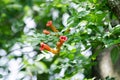 Humming bird flowers Royalty Free Stock Photo