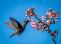 Humming Bird flying and eating Royalty Free Stock Photo