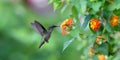 Humming bird Royalty Free Stock Photo