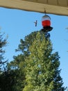 Humming Bird Frozen in Air Royalty Free Stock Photo