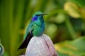 HUMMING BIRD Royalty Free Stock Photo