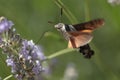 Humming bird hawk moth hovering beside a flower. Royalty Free Stock Photo