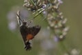 Humming bird hawk moth hovering beside a flower.