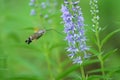 Humming-bird hawk-moth