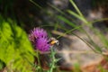 Humming-bird Hawk-mothScientific name: Macroglossum stellatarum. Royalty Free Stock Photo