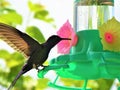 Humming bird Royalty Free Stock Photo