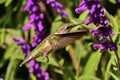 Humming bird Royalty Free Stock Photo