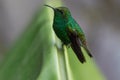 Humming bird in Monteverde National Park