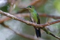 Humming bird in Monteverde National Park