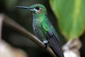 Humming bird in Monteverde National Park