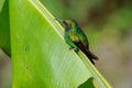 Humming bird in Monteverde National Park