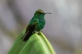 Humming bird in Monteverde National Park