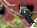 Humming bird at rest 8 Royalty Free Stock Photo