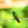 Humming bird resting on a wire Trinidad and Tobago Royalty Free Stock Photo