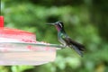 Humming Bird sitting on a Feeding Station