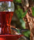 Humming bird stopping by for a drink Royalty Free Stock Photo