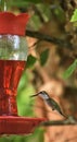 Humming bird stopping by and visiting the feeder Royalty Free Stock Photo