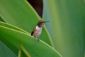 HUMMING BIRD tiny Royalty Free Stock Photo