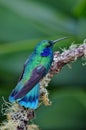 HUMMING BIRD tiny 6 Royalty Free Stock Photo