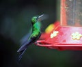 Humming Bird about to feed Royalty Free Stock Photo