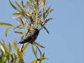 Humming Bird in Tree Branch Royalty Free Stock Photo