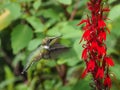 Humming Bird Royalty Free Stock Photo