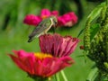 Humming bird on a zinnia flower Royalty Free Stock Photo