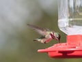 Humming Birds Royalty Free Stock Photo