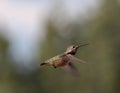 Humming Birds Royalty Free Stock Photo