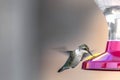 Humming birds (Archilochus colubris) Royalty Free Stock Photo