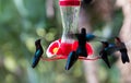 The Humming birds , colibris seen on Martinique island.